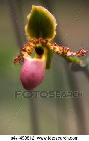 Stock Image - Paphiopedilum orchid hybrid. February 2006. Maryland, USA.. Fotosearch