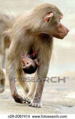 Papio hamadryas, captive, Germany. View Large Photo Image Picture - Papio hamadryas, captive, Germany.. Fotosearch
