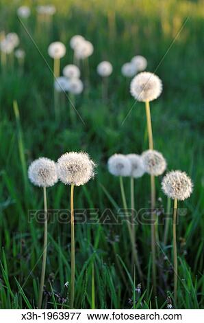 pappus of Taraxacum or Dandelion flower heads. View Large Photo Image Stock Photo - pappus of Taraxacum or Dandelion flower heads.. Fotosearch