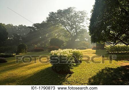 Paradeniya Botanical Garden Sri Lanka View Large Photo Image Stock Image - Paradeniya Botanical Garden Sri Lanka. Fotosearch