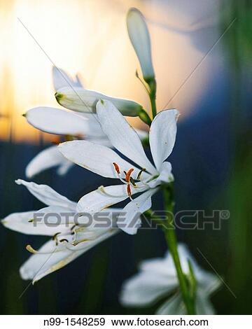 Stock Photo - Paradise lily Paradisea liliastrum, National Park des Ecrins, Alps, France. Fotosearch
