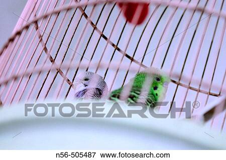 Parakeets in a cage. View Large Photo Image Stock Photo - Parakeets in a cage.. Fotosearch
