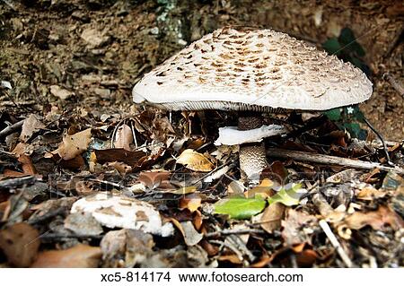 Parasol Mushroom Macrolepiota procera Collserola Barcelona Spain View Large Photo Image Picture - Parasol Mushroom Macrolepiota procera Collserola Barcelona Spain. Fotosearch