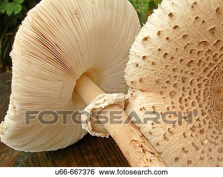 Stock Photograph - Parasol mushroom. Sweden. Fotosearch