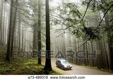 Stock Photograph - Parco delle Foreste Casentinesi. Wood near Camaldoli Hermitage. Stia. Tuscany. Italy.. Fotosearch