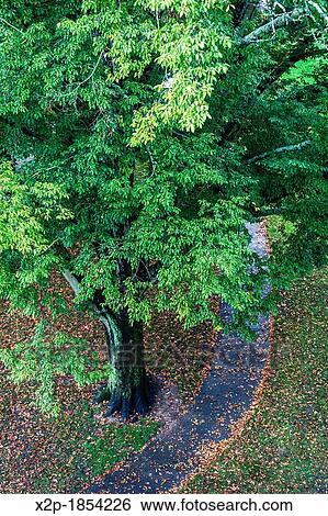 Park around the Chateau des Ducs de Bretagne, fortress, castle, museum, Nantes, Pays de la Loire, France, Europe View Large Photo Image Stock Photograph - Park around the Chateau des Ducs de Bretagne, fortress, castle, museum, Nantes, Pays de la Loire, France, Europe. Fotosearch