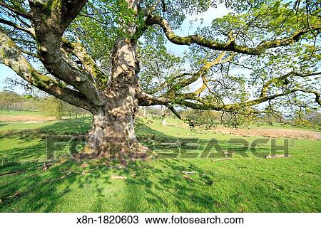 Park, Drumlanrig Castle, Dumfries and Galloway, Scotland, UK View Large Photo Image Stock Image - Park, Drumlanrig Castle, Dumfries and Galloway, Scotland, UK. Fotosearch