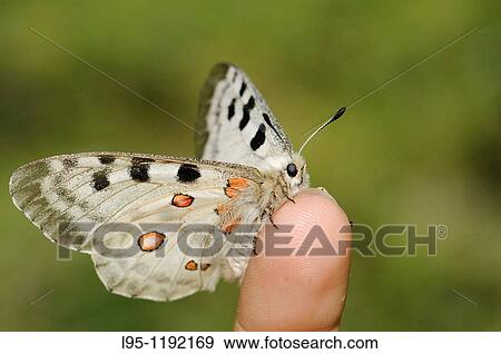 Stock Photo - Parnassius apollo is in Southern Europe confined to high mountain areas mostly in the Pyrenees where it was confined at the end of the glacial era It is a large, shiny, translucid and friendly species with a very distinctive flight behaviour. Fotosearch