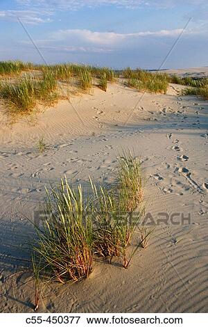 Parnidis dune, Curonian Spit. Lithuania View Large Photo Image Stock Photo - Parnidis dune, Curonian Spit. Lithuania. Fotosearch