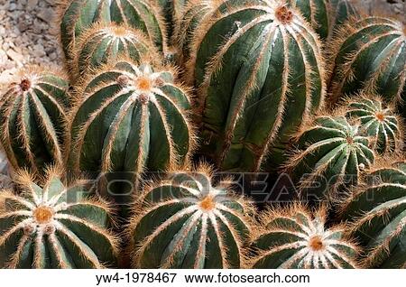 Stock Photo - Parodia magnifica cactus.. Fotosearch