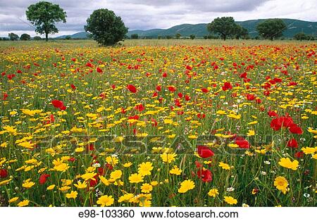 Stock Image - Parque Nacional de Cabaeros. Ciudad Real. Spain. Fotosearch