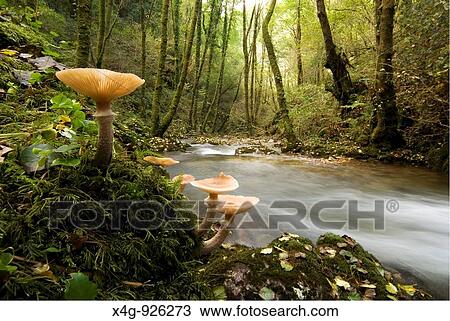 Parque natural de As Fragas do Eume As fragas do Eume nature park Pontedeume, Corua View Large Photo Image Stock Image - Parque natural de As Fragas do Eume As fragas do Eume nature park Pontedeume, Corua. Fotosearch