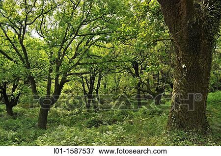 Stock Photo - Parque Natural de los Alcornocales, Sierra del Aljibe CBdiz. Fotosearch