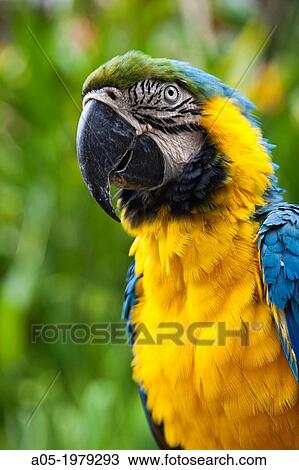 Parrot. Psittaciforme Bird. Psittacidae. Antonio Blanco Museum, Ubud, Bali, Indonesia. View Large Photo Image Stock Image - Parrot. Psittaciforme Bird. Psittacidae. Antonio Blanco Museum, Ubud, Bali, Indonesia.. Fotosearch