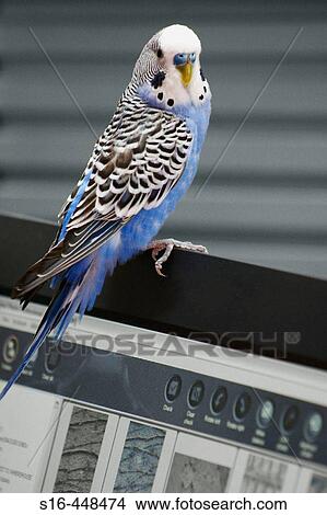 Picture - Parrot resting on a laptop screen. Fotosearch