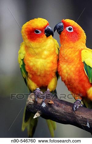 Stock Image - Parrot. Fotosearch