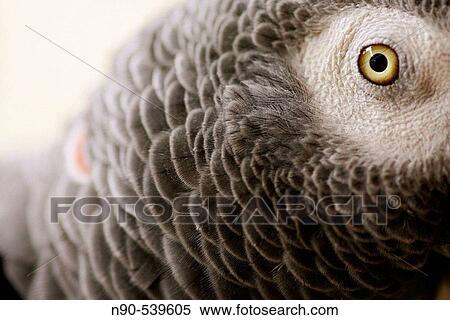 Stock Photography - Parrot. Fotosearch