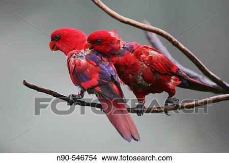 Parrots View Large Photo Image Picture - Parrots. Fotosearch