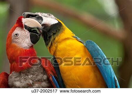 Parrots, Safari World, Thailand. View Large Photo Image Stock Photo - Parrots, Safari World, Thailand.. Fotosearch