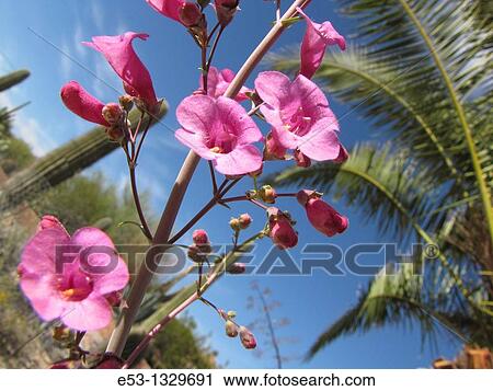 Parry's penstemon flowers Penstemon parryi, saguaro cactus, palm tree, Tucson, Arizona, USA View Large Photo Image Stock Image - Parry's penstemon flowers Penstemon parryi, saguaro cactus, palm tree, Tucson, Arizona, USA. Fotosearch