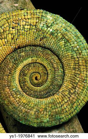 Stock Image - Parson's Chameleon, chamaeleo parsonii, Curled Tail.. Fotosearch
