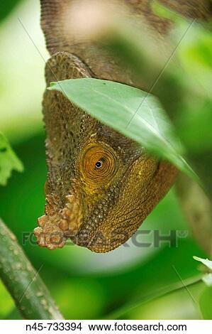 Parson's Giant Chameleon (Calumma parsonii) View Large Photo Image Picture - Parson's Giant Chameleon (Calumma parsonii). Fotosearch