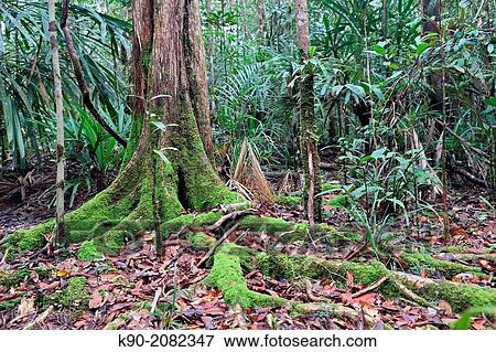 Part of a tree trunk with giant roots in thick rainforest, Papua, Indonesia, Southeast Asia. View Large Photo Image Stock Photo - Part of a tree trunk with giant roots in thick rainforest, Papua, Indonesia, Southeast Asia.. Fotosearch