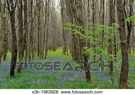 Stock Photo - parterre de jacinthes des bois et euphorbes en sous-bluebell and euphorbia wood, oakery in the forest of Rambouillet, Yvelines department, Ile de France region, France, Europe.. Fotosearch