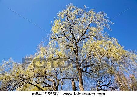 Partial view of a Willow tree against a blue sky background at springtime, Montreal Botanical Garden, Quebec, Canada. View Large Photo Image Stock Image - Partial view of a Willow tree against a blue sky background at springtime, Montreal Botanical Garden, Quebec, Canada.. Fotosearch