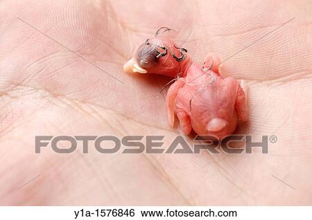 Stock Photograph - parus major in hand during nest box review. Fotosearch