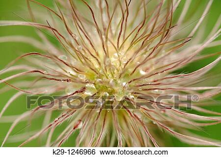 Pasque flower Anemone spp seed head with raindrops View Large Photo Image Stock Photograph - Pasque flower Anemone spp seed head with raindrops. Fotosearch