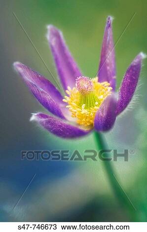 Pasque Flower. Pulsatilla vulgaris. April 2008, Maryland, USA View Large Photo Image Stock Image - Pasque Flower. Pulsatilla vulgaris. April 2008, Maryland, USA. Fotosearch