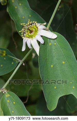 Passiflora cuneata View Large Photo Image Stock Image - Passiflora cuneata. Fotosearch