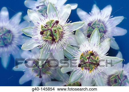 Passion-flowers (Passiflora coerulea) View Large Photo Image Picture - Passion-flowers (Passiflora coerulea). Fotosearch