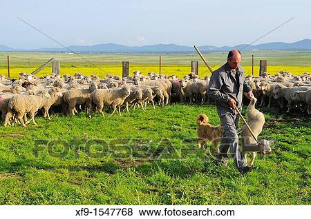Pastor's work. CBceres province. Extremadura. Spain View Large Photo Image Stock Photo - Pastor's work. CBceres province. Extremadura. Spain. Fotosearch