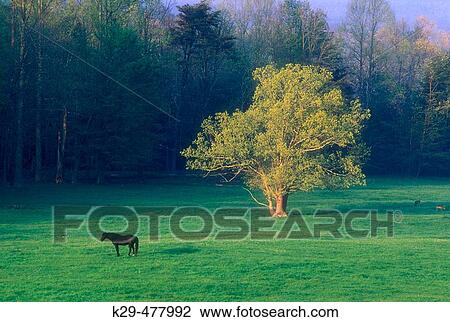 Pasture in Cades Cove with grazing horse. Great Smoky Mountains NP. Tennessee. USA. View Large Photo Image Stock Image - Pasture in Cades Cove with grazing horse. Great Smoky Mountains NP. Tennessee. USA.. Fotosearch
