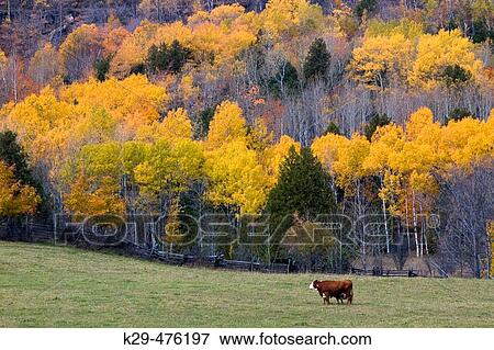 Stock Photo - Pasture with cow and hardwood hillside. Manitoulin Island. Ontario. Canada.. Fotosearch