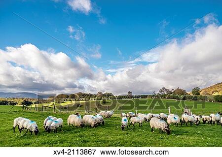 Pastureland with sheeps in Roncesvalles, Navarre, Spain. View Large Photo Image Stock Photo - Pastureland with sheeps in Roncesvalles, Navarre, Spain.. Fotosearch