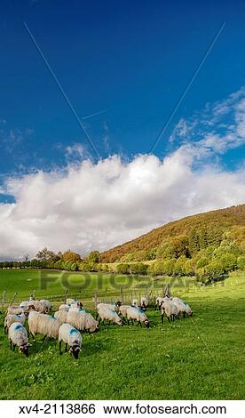 Pastureland with sheeps in Roncesvalles, Navarre, Spain. View Large Photo Image Stock Photograph - Pastureland with sheeps in Roncesvalles, Navarre, Spain.. Fotosearch