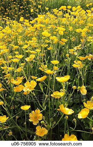 Patch of buttercup flowers View Large Photo Image Stock Photography - Patch of buttercup flowers. Fotosearch
