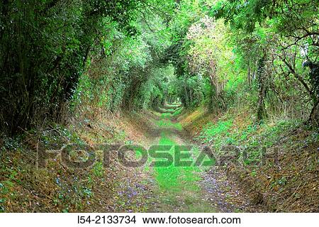 Picture - Path between hedgerows Normandy France Europe WWII FR.. Fotosearch