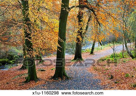 Path by the River Wharfe Strid Wood Wharfedale Yorkshire England View Large Photo Image Stock Photo - Path by the River Wharfe Strid Wood Wharfedale Yorkshire England. Fotosearch