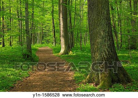 Path in Forest, Hainich Nationalpark, Thuringia, Germany View Large Photo Image Stock Photo - Path in Forest, Hainich Nationalpark, Thuringia, Germany. Fotosearch