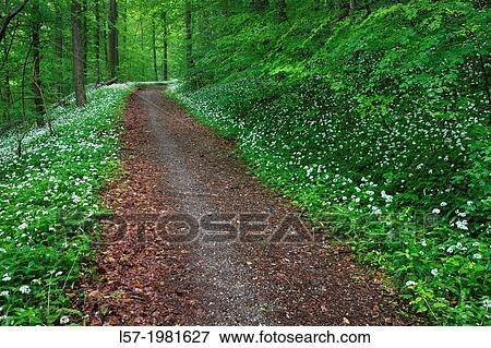 Stock Photo - path in forest with blooming ramson, Switzerland.. Fotosearch