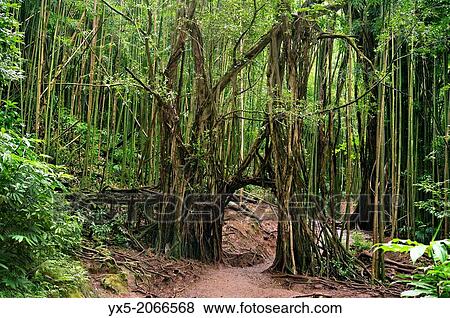 Path in the jungle on Oahu island, Hawaii. View Large Photo Image Stock Photo - Path in the jungle on Oahu island, Hawaii.. Fotosearch