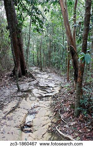 Path in the tropical jungle, national park, Pulau Pinang, Penang, Malaysia. View Large Photo Image Stock Photo - Path in the tropical jungle, national park, Pulau Pinang, Penang, Malaysia.. Fotosearch