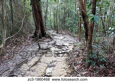 Path in the tropical jungle, national park, Pulau Pinang, Penang, Malaysia. View Large Photo Image Stock Photo - Path in the tropical jungle, national park, Pulau Pinang, Penang, Malaysia.. Fotosearch