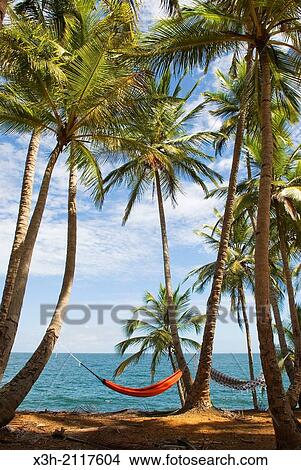 path on Pointe des Cayes, Ile Royale, Iles du Salut Islands of Salvation, French Guiana, overseas department and region of France, Atlantic coast of South America. View Large Photo Image Picture - path on Pointe des Cayes, Ile Royale, Iles du Salut Islands of Salvation, French Guiana, overseas department and region of France, Atlantic coast of South America.. Fotosearch