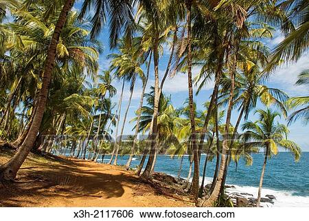 Stock Photograph - path on Pointe des Cayes, Ile Royale, Iles du Salut Islands of Salvation, French Guiana, overseas department and region of France, Atlantic coast of South America.. Fotosearch