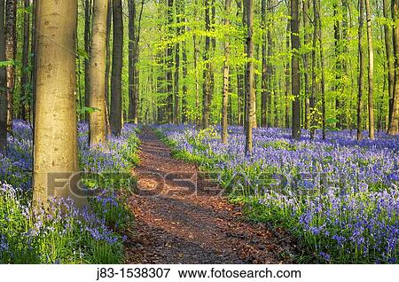 Path through a carpet of Bluebells in European beech forest, bluebells Hyacinthoides non-scripta and European beech trees Fagus sylvatica, Hallerbos, Belgium, Europe View Large Photo Image Stock Photo - Path through a carpet of Bluebells in European beech forest, bluebells Hyacinthoides non-scripta and European beech trees Fagus sylvatica, Hallerbos, Belgium, Europe. Fotosearch
